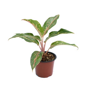 Aglaonema rosada