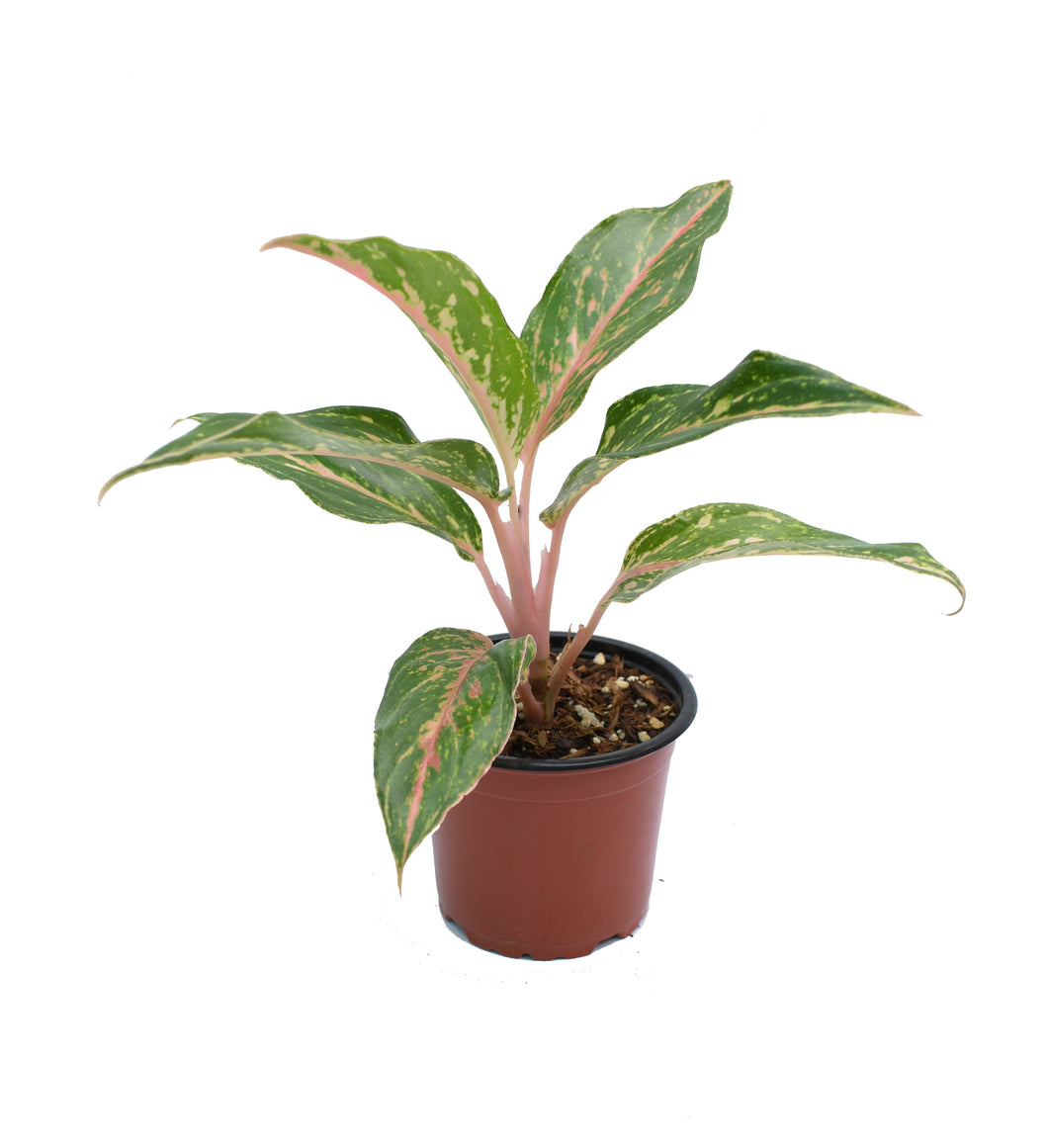 Aglaonema rosada