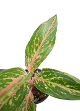 Cargar imagen en el visor de la galería, Aglaonema rosada
