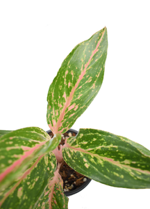 Aglaonema rosada