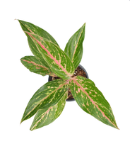 Cargar imagen en el visor de la galería, Aglaonema rosada
