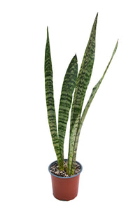 Sansevieria zeylanica (lengua de suegra)