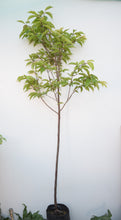 Cargar imagen en el visor de la galería, Cerezo japonés - Prunus serrulata - Sakura
