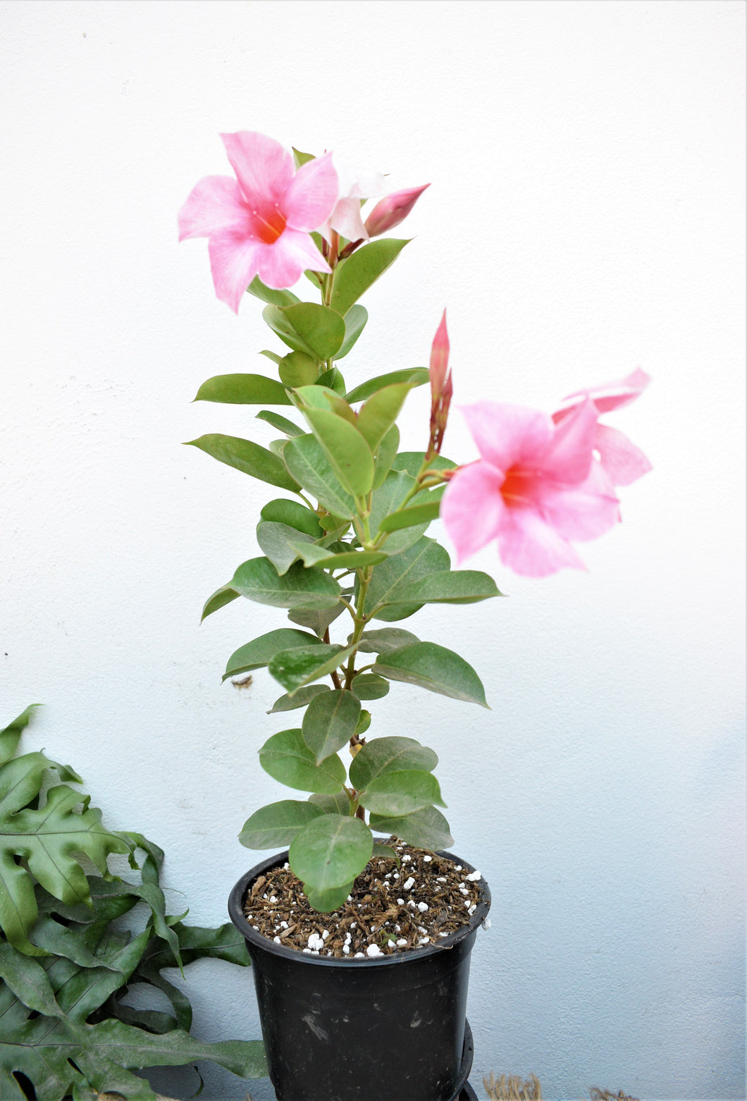 Dipladenia