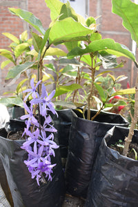 Petrea volubilis