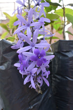 Cargar imagen en el visor de la galería, Petrea volubilis
