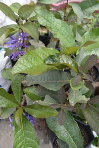 Petrea volubilis