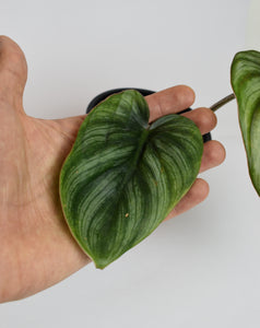 Philodendron plowmanii