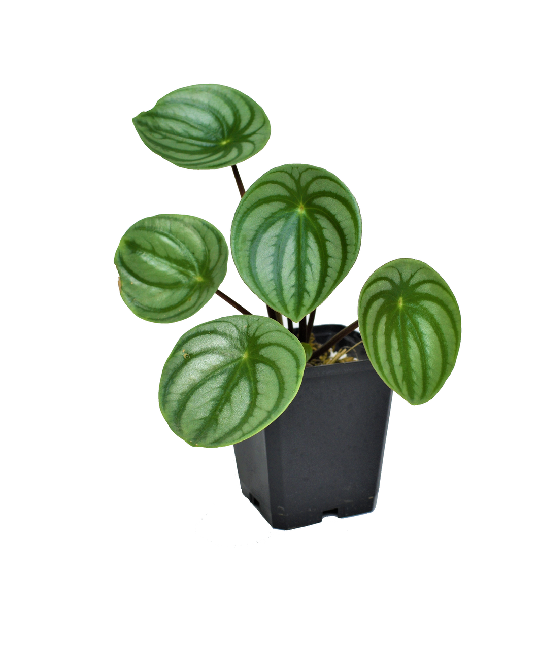 Peperomia watermelon