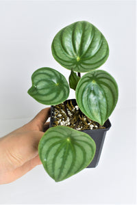 Peperomia watermelon