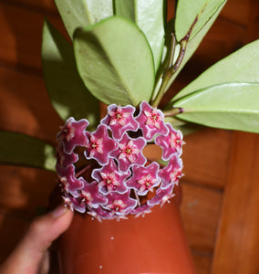 Hoya pubicalyx