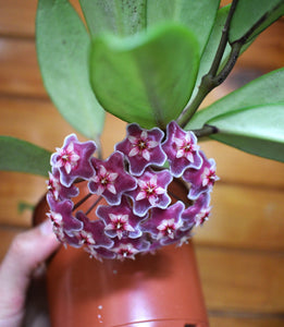 Hoya pubicalyx