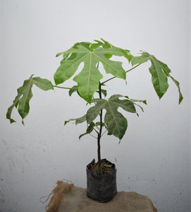 Árbol de fuego - Brachychiton acerifolius