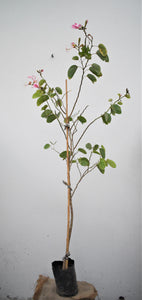 Árbol de las orquídeas - Bauhinia