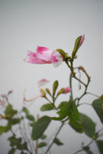 Cargar imagen en el visor de la galería, Árbol de las orquídeas - Bauhinia
