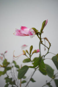 Árbol de las orquídeas - Bauhinia