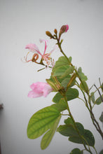 Cargar imagen en el visor de la galería, Árbol de las orquídeas - Bauhinia
