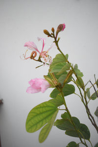 Árbol de las orquídeas - Bauhinia