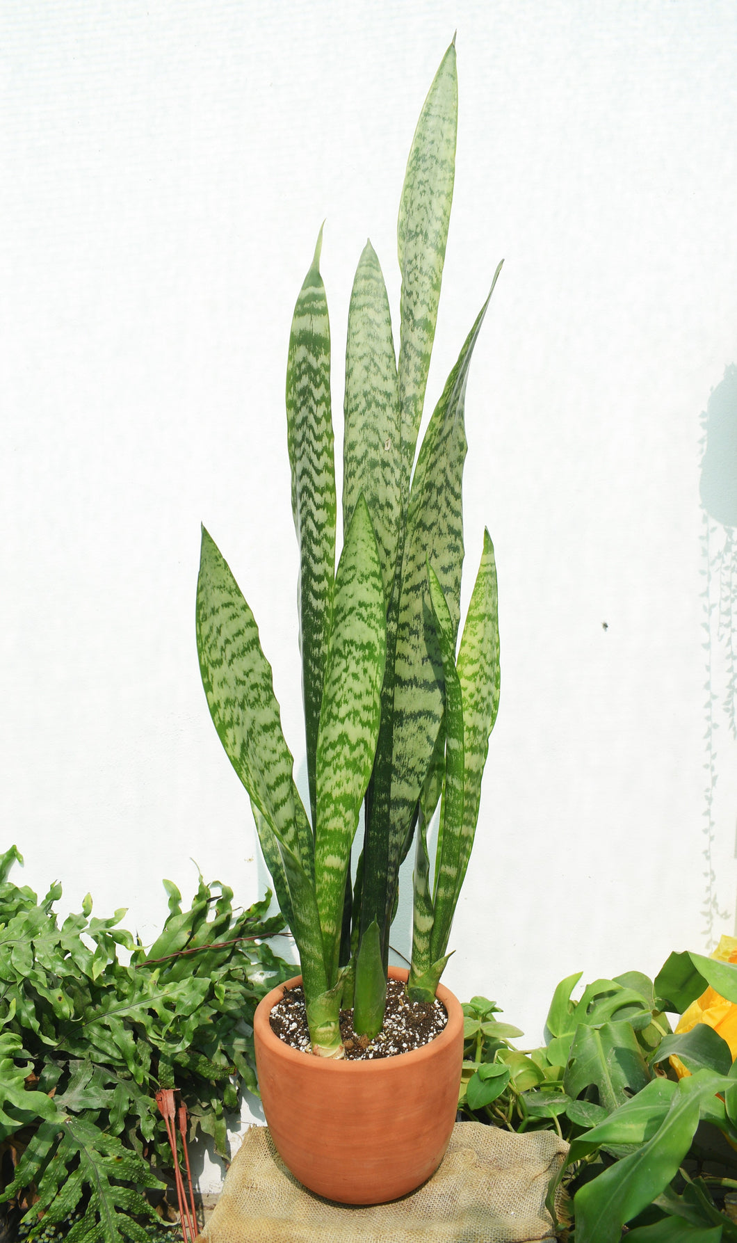 Sansevieria Zeylanica con maceta