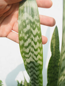 Sansevieria Zeylanica con maceta