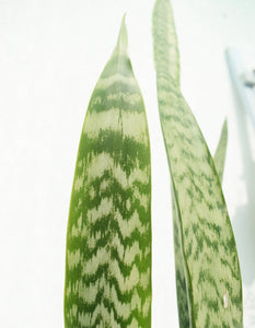 Sansevieria Zeylanica con maceta