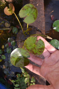 Nenúfar Colorado