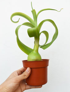 Albuca bracteata - Cebolla de la suerte