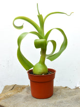 Cargar imagen en el visor de la galería, Albuca bracteata - Cebolla de la suerte
