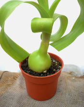 Cargar imagen en el visor de la galería, Albuca bracteata - Cebolla de la suerte
