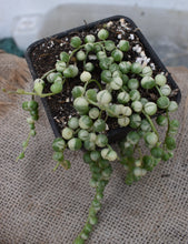 Cargar imagen en el visor de la galería, Senecio rowleyanus variegado - Rosario
