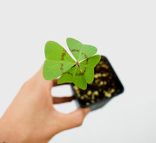 Cargar imagen en el visor de la galería, Bulbos de Oxalis - Trébol de cuatro hojas
