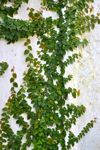 Cargar imagen en el visor de la galería, Ficus repens - enamorada del muro - Pumila
