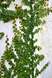 Ficus repens - enamorada del muro - Pumila