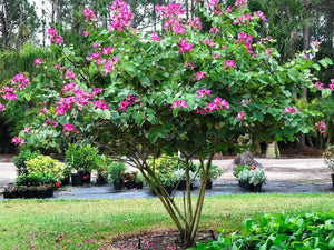 Árbol de las orquídeas - Bauhinia