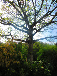 Ceiba - Palo borracho