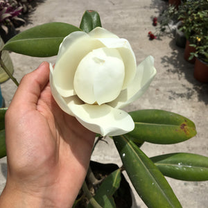 Magnolia grandiflora