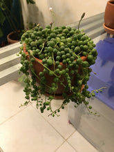 Cargar imagen en el visor de la galería, Senecio rowleyanus en maceta
