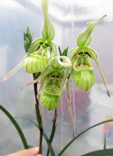 Cargar imagen en el visor de la galería, Phragmipedium pearcei - Zapatito de bebé Orquídea
