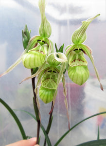 Phragmipedium pearcei - Zapatito de bebé Orquídea