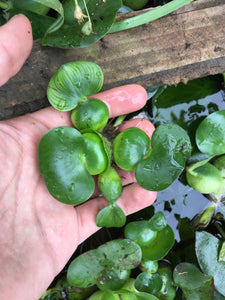 Jacinto de agua- planta flotante