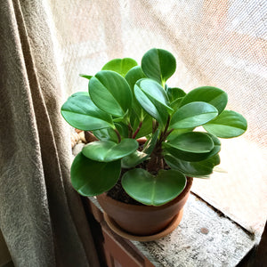 Peperomia obtusifolia con maceta