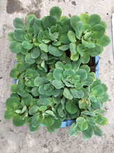 Cargar imagen en el visor de la galería, Lechuga de agua - planta flotante
