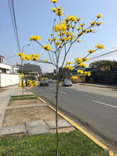 Cargar imagen en el visor de la galería, Semillas Lapacho amarillo - Tabebuhia
