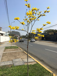 Semillas Lapacho amarillo - Tabebuhia