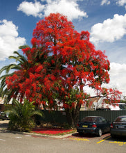 Cargar imagen en el visor de la galería, Árbol de fuego - Brachychiton acerifolius
