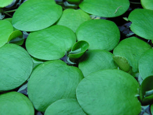 Lentejón de agua x5 - planta acuática flotante