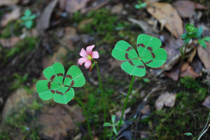 Bulbos de Oxalis - Trébol de cuatro hojas