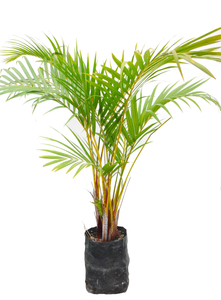 Palmera Hawaiana