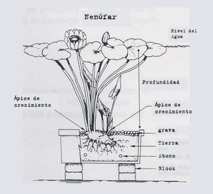 Nenúfar rosado