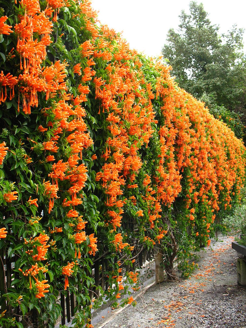 Pyrostegia venusta